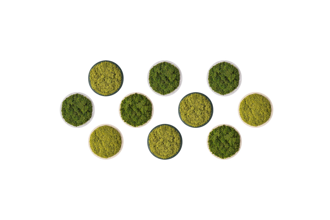 Composición modular de paneles circulares de musgo preservado sobre fondo blanco