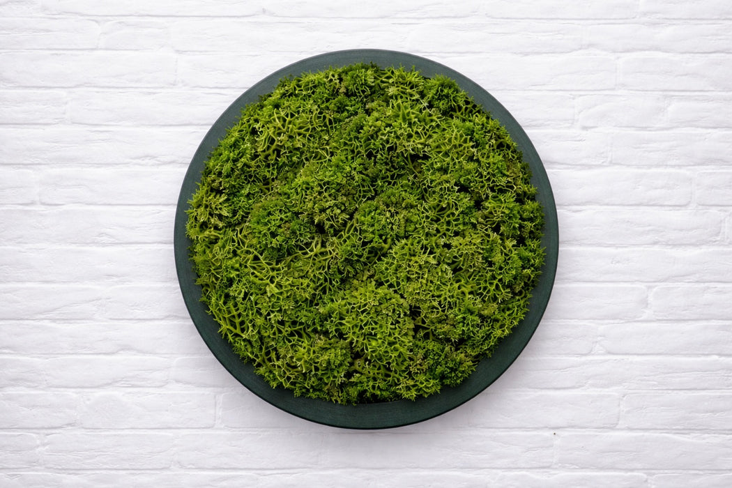 Panel circular decorativo con musgo preservado verde y PLA base verde interferencia, vista frontal