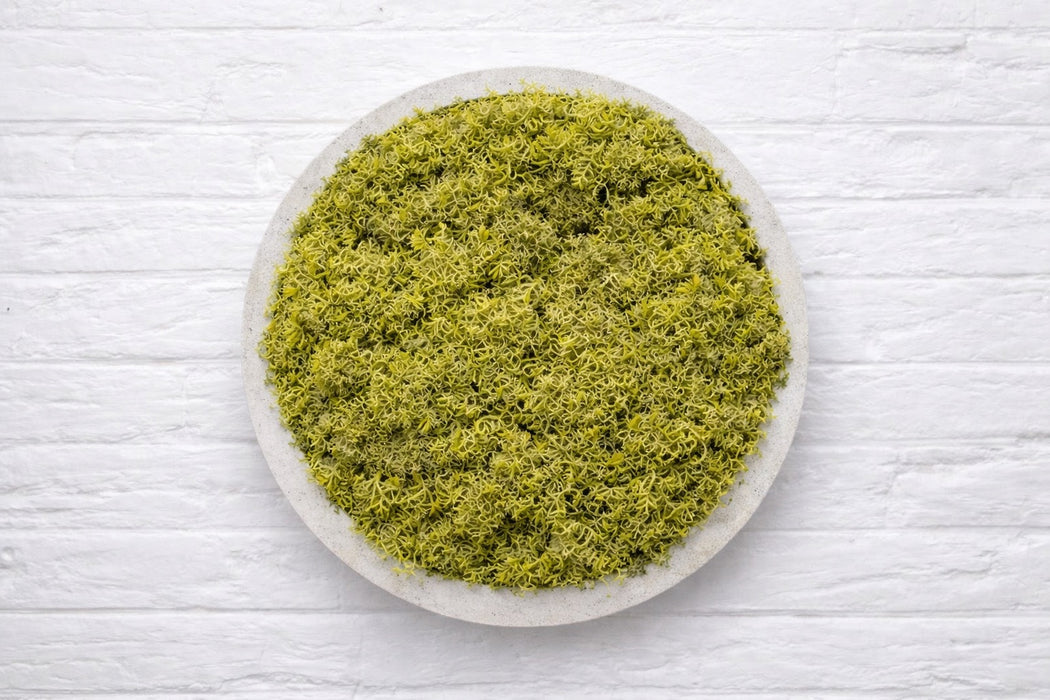Panel circular decorativo con musgo preservado verde seco y base PLA mármol, vista frontal