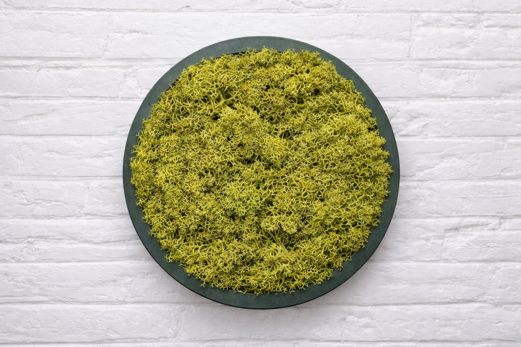 Panel circular decorativo con musgo preservado verde seco y base PLA verde interferencia, vista frontal