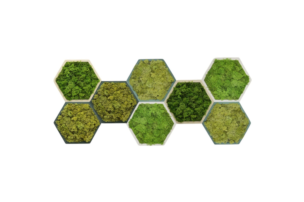 Composición modular de paneles hexagonales de musgo preservado sobre fondo blanco