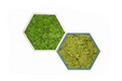 Composición modular de paneles hexagonales de musgo preservado sobre fondo blanco