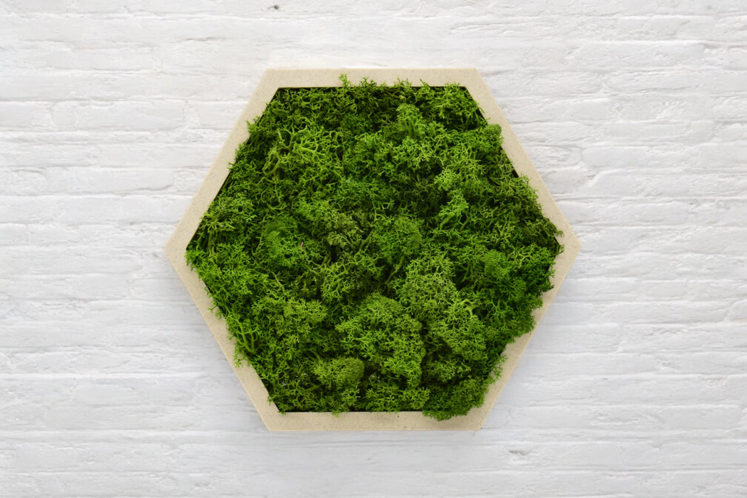 Panel hexagonal decorativo con musgo preservado verde y base PLA arena, vista frontal