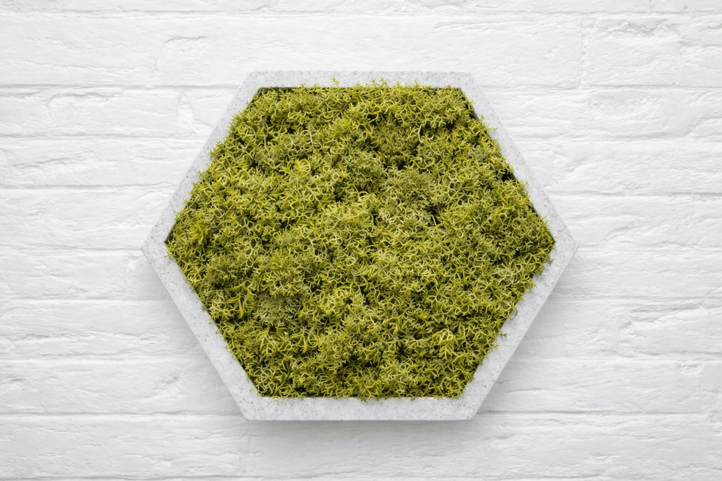 Panel hexagonal decorativo con musgo preservado verde seco y base PLA mármol, vista frontal