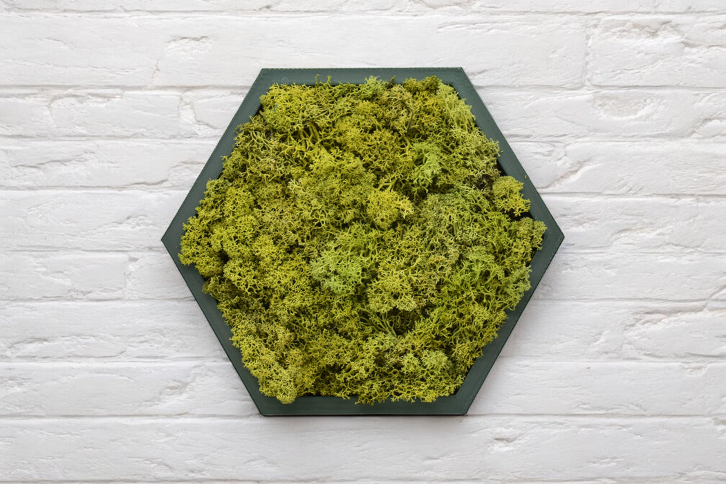Panel hexagonal decorativo con musgo preservado verde seco y base PLA verde interferencia, vista frontal